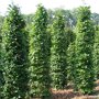 Gewone beuk zuilvorm (Fagus sylvatica)